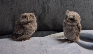 baby_screech_owls_4