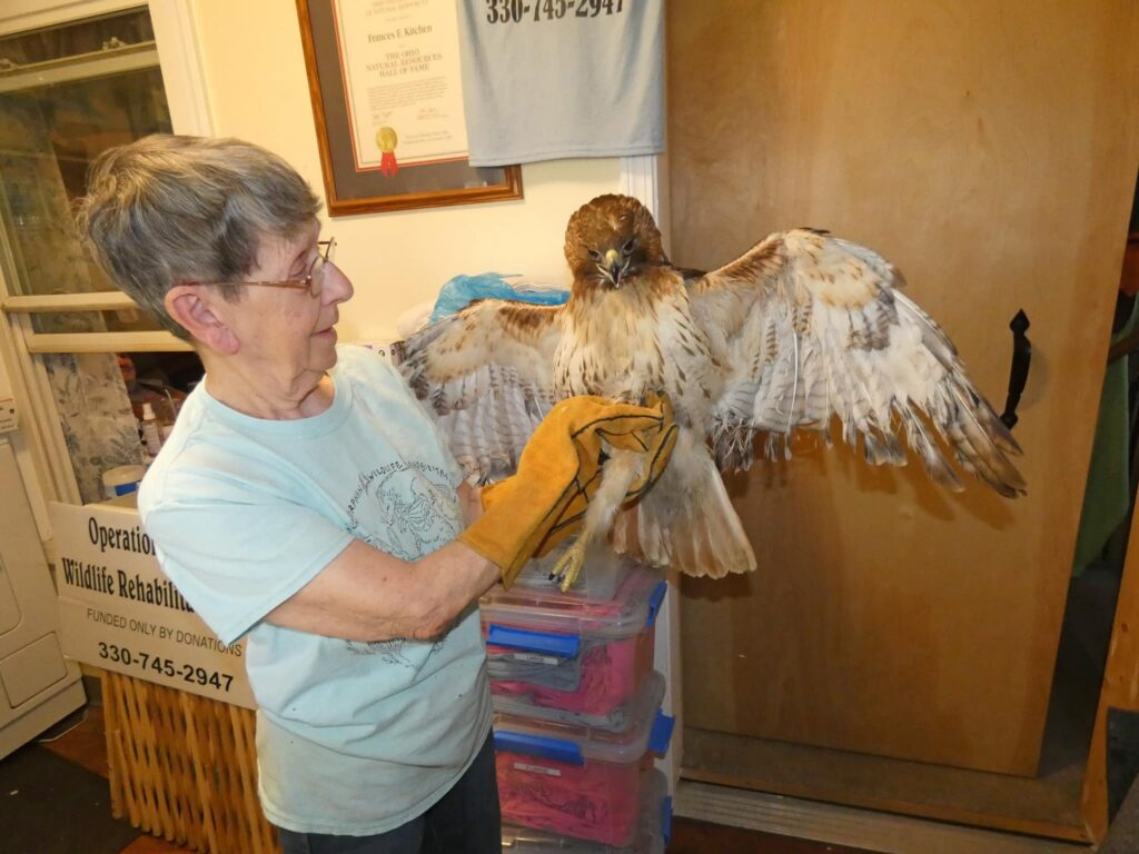 Fran holding a red tail hawk