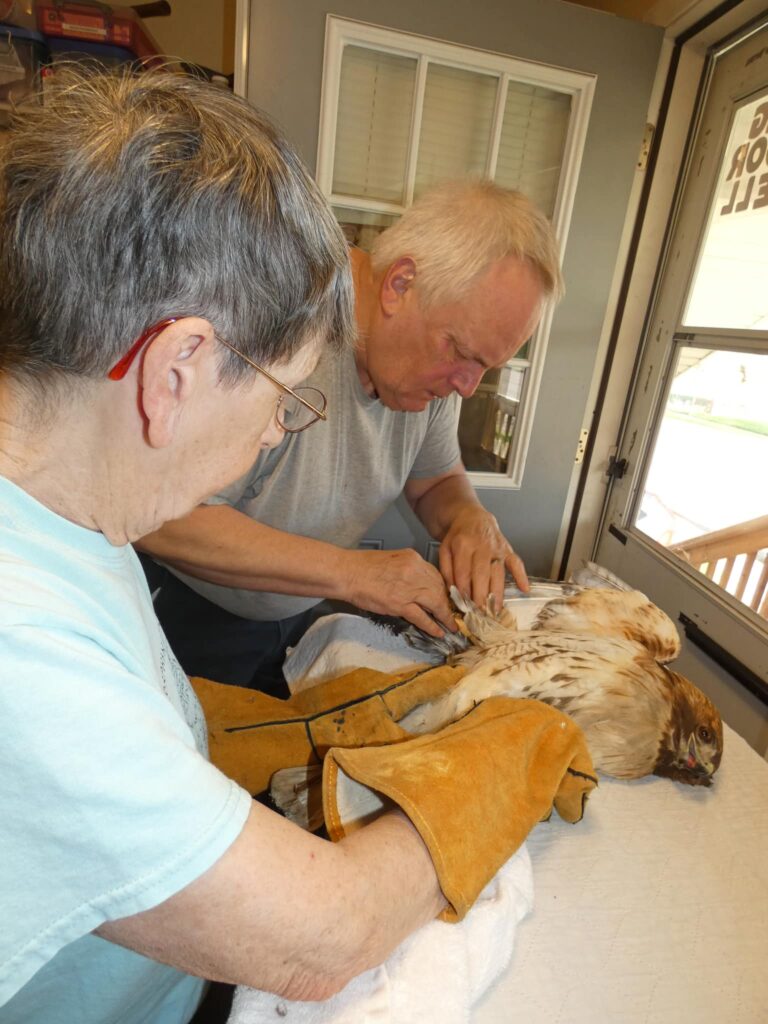 Red tail hawk having tape removed from wing